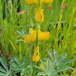 Lupinus luteus Kwiat