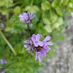 Cardamine chelidonia Blüte