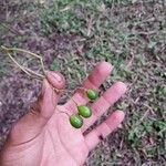 Vitex cooperi Fruto