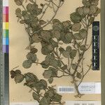Coffea littoralis Otro