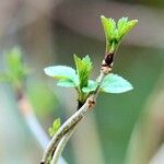 Sambucus racemosa Foglia