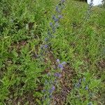 Echium vulgare Агульны выгляд