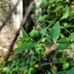 Euphorbia lathyris Folla