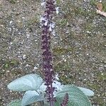 Coleus argentatus ফুল