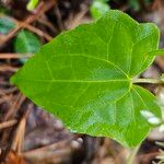 Mikania scandens Leaf