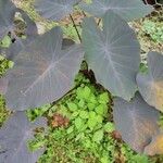 Colocasia esculentaপাতা