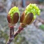 Acer platanoides Цвят