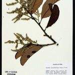 Parinariopsis licaniiflora