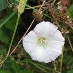 Calystegia sepiumFiore