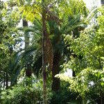 Caryota urens Habitus