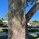 Corymbia citriodora Bark