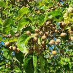 Pyrus calleryana Fruit