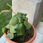 Peperomia polybotrya Лист