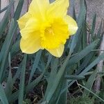 Narcissus pseudonarcissus Blodyn