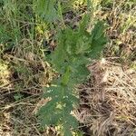 Tanacetum vulgareBlad