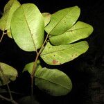 Zanthoxylum amapaense Leaf