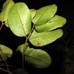 Zanthoxylum amapaense ഇല