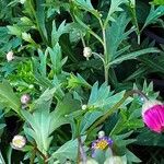 Tanacetum coccineum Blad