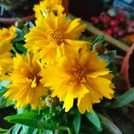 Coreopsis grandifloraЦвят