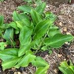 Calla palustris Frunză