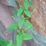 Chenopodium polyspermum Blad