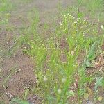 Erigeron canadensisFlower