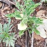 Physalis viscosa Blatt
