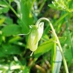 Viola elatior Fruit