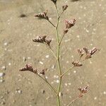 Limonium auriculiursifolium Други