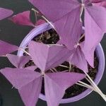 Oxalis triangularis Leaf