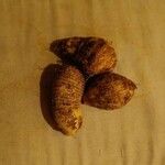 Dioscorea esculenta Fruit