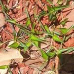 Commelina latifolia Yaprak