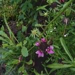 Scabiosa atropurpureaKvet