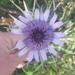 Tragopogon porrifolius 花