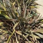 Phormium tenaxLapas