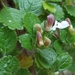 Teucrium pyrenaicum Hoja