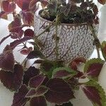 Plectranthus scutellarioidesFeuille