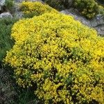 Cytisus oromediterraneus Habitus