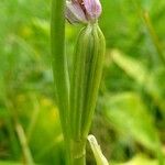 Ophrys apifera ഫലം