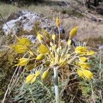 Allium flavum Flower