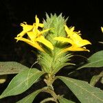 Barleria oenotheroides Õis