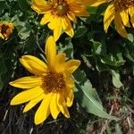 Wyethia angustifolia Flower