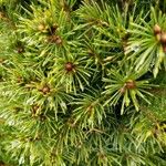 Picea glauca Frunză