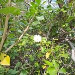Gardenia thunbergia Цвят