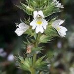 Euphrasia nemorosa Flower