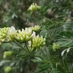 Anthyllis barba-jovis Çiçek