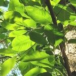 Magnolia acuminata Leaf