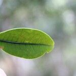 Erythroxylum laurifolium Leaf