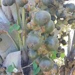 Latania lontaroides Fruit