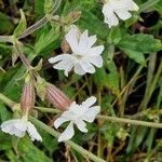 Silene dichotoma Habit